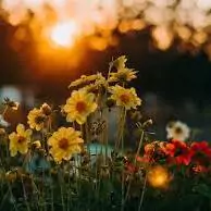 sunrise whatsapp dp